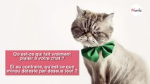 5 choses que vous faites tout le temps mais que votre chat déteste !