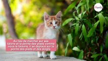 5 choses à savoir sur les pattes des chats !