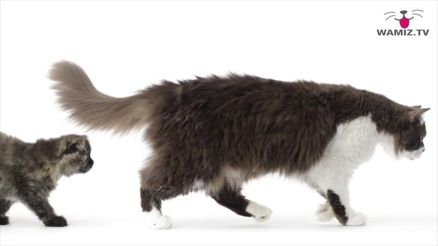 Comment calculer l'âge du chat ?