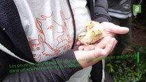 Mouscron : capture des poules et des coqs