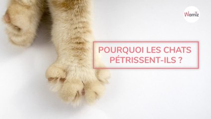 Pourquoi les chats pétrissent-ils ?