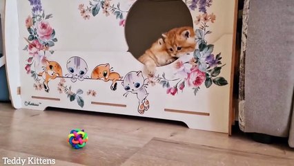 1st month after birth  Kittens give their mommy more trouble