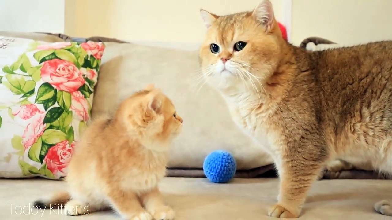 Kitten Reaction to his dad William. _ Too Cute