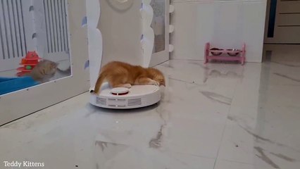 Kitten Saddled Robot Vacuum Cleaner