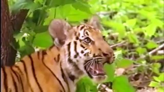 Dire! Tiger Family Constantly Being Tortured By Monkeys- Tiger Were Helpless At The Wisdom Of Monkey