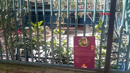 Antalya’da korkunç olay: Aslan, dört yaşındaki çocuğun kafa derisini kopardı