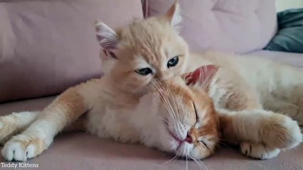 Kitten Simba Disturbing Rosie's sleep