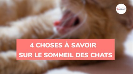 5 choses à savoir sur le sommeil des chats