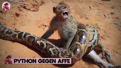 12 Atemberaubende Kämpfe mit Riesenschlangen 🐍