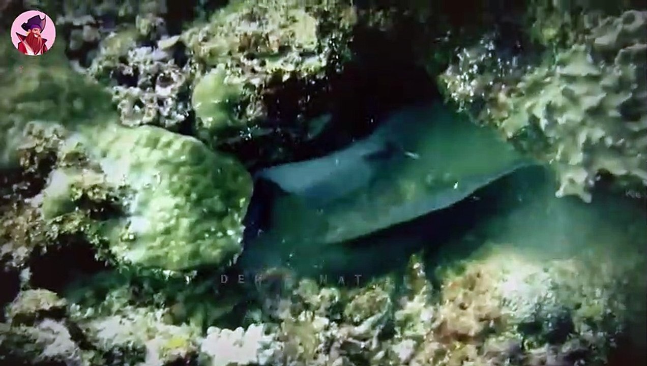 15 erbarmungslose Jagden durch wilde Tiere