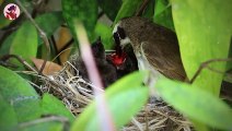 15 erstaunliche Vogelmütter, die für ihre Küken jagen und sie füttern