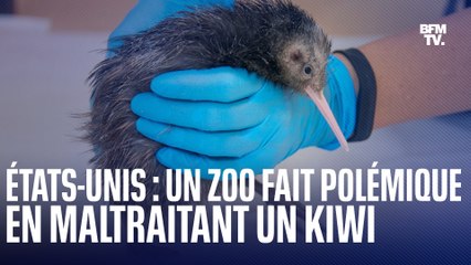 Ce kiwi serait maltraité par un zoo en Floride selon de nombreux Néo-Zélandais