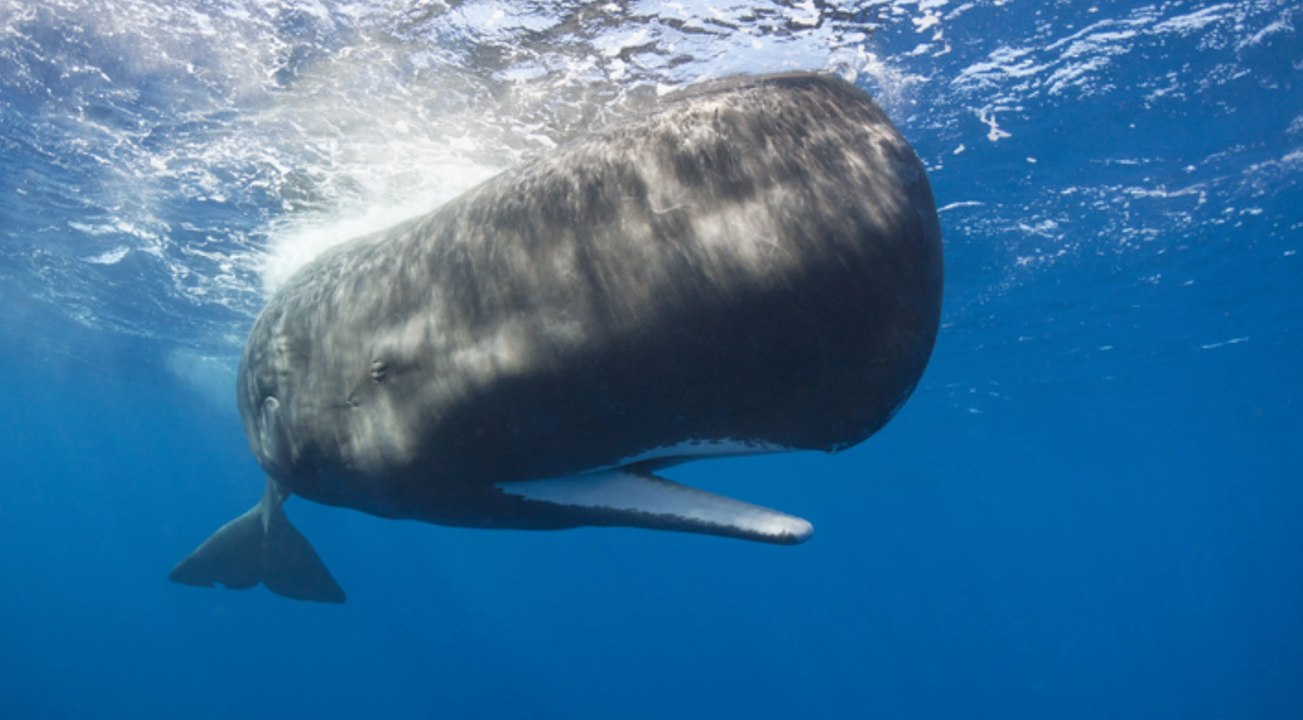 Indien: seltener fund von wal-ambra