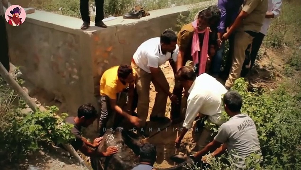 15 herzerwärmende Momente, in denen Menschen Tieren geholfen haben