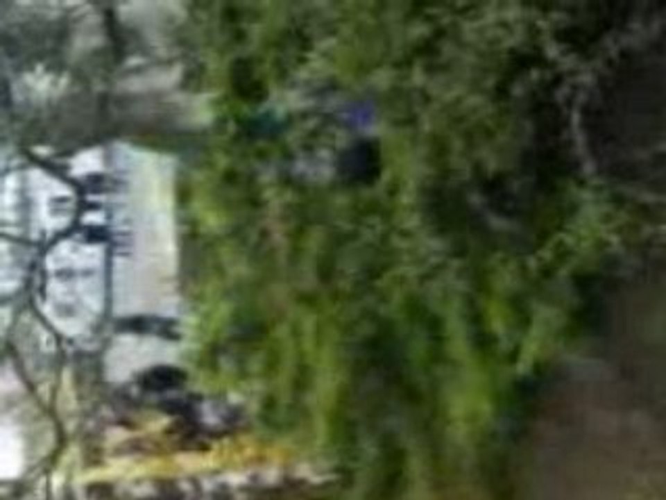 Kamikaze Buels ds les buissons ^^ mdr