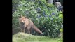A beautiful, thirsty fox was seen sipping water after the early summer sun in a garden in Burgess Hill, West Sussex