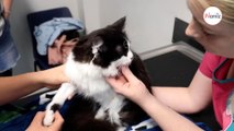 Un chat fait une chute de 15 mètres de haut et survit grâce à une aide très précieuse (vidéo)