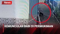 Heboh! Terekam CCTV, Kemunculan Hewan Diduga Babi Masuk Permukiman Warga di Depok