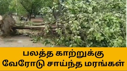 Скачать видео: சேலம்: பலத்த காற்றுக்கு வேரோடு சாய்ந்த மரங்கள்!