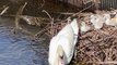 Swans and cygnets nesting and swimming at Shore