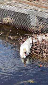Swans and cygnets nesting and swimming at Shore
