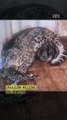Darjeeling Welcomed Five Newborn Snow Leopard Cubs | Endangered Species