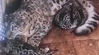 Darjeeling Welcomed Five Newborn Snow Leopard Cubs | Endangered Species