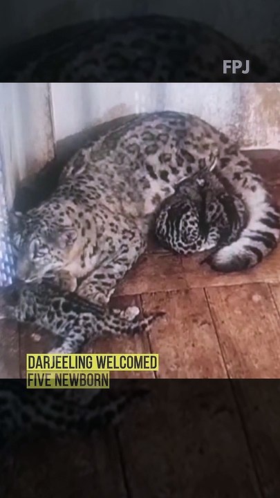 Darjeeling Welcomed Five Newborn Snow Leopard Cubs | Endangered Species