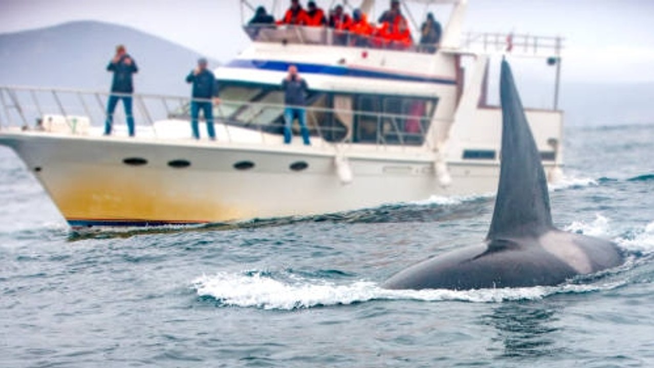 Las Orcas Hunden Tres Barcos Frente A Las Costas Europeas