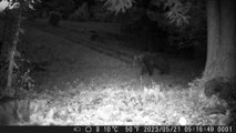 Orso nei boschi sopra il lago di Iseo: le immagini delle fototrappole