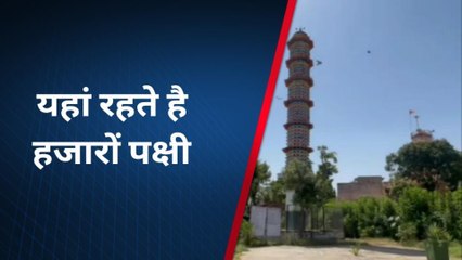 डूंगरपुर: पक्षियों के लिए फ्लैट, यहां रहते है हजारों पक्षी, दाना-पानी का भी इंतजाम, देखें वीडियो
