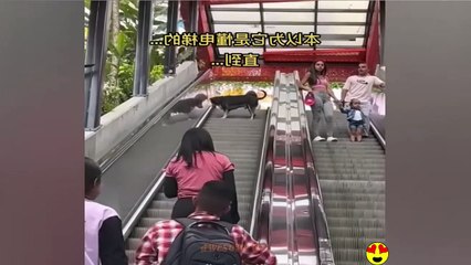 Random Funny Videos -Try Not To Laugh Compilation - Cute People And Animals Funny