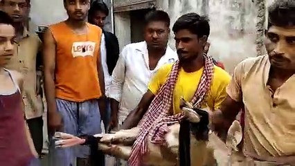 घायल हिरण के बच्चे की उपचार के दौरान मौत
