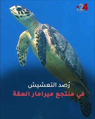 العثور على أعشاش للسلاحف البحرية على شواطئ إمارة الفجيرة