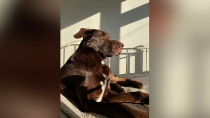 Rainham man suspects his dog died from poisoning