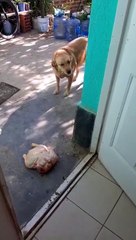 Cão rouba frango da vizinha