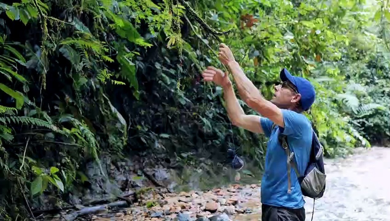 Comment attraper une femelle papillon