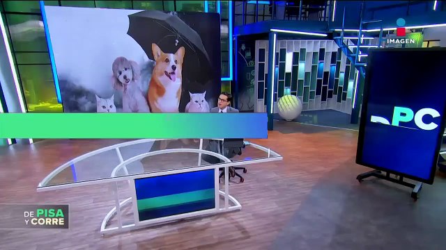 Ceniza del Popocatépetl es tóxica para animales, ¿cómo podemos protegerlos?
