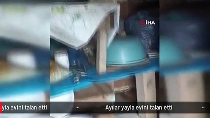 Ayılar yayla evini talan etti
