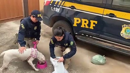 PRF alimenta cadela que sofria mals tratos