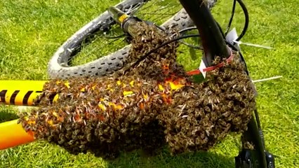 Un essaim d'abeille s'est installé... sur un vélo