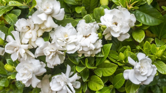 How To Grow And Care For Gardenias