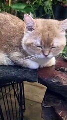 Saigon Hostelkatze