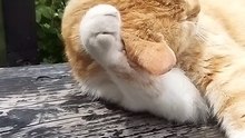 A Cute Stray Yellow Cat (1)