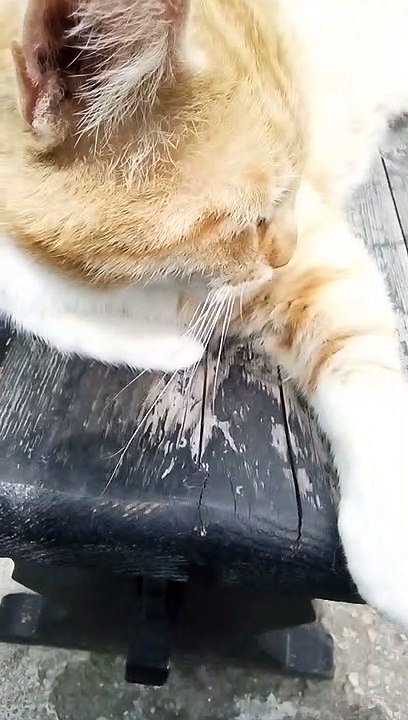 A Cute Stray Yellow Cat (6)