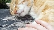 A Cute Stray Yellow Cat (9)