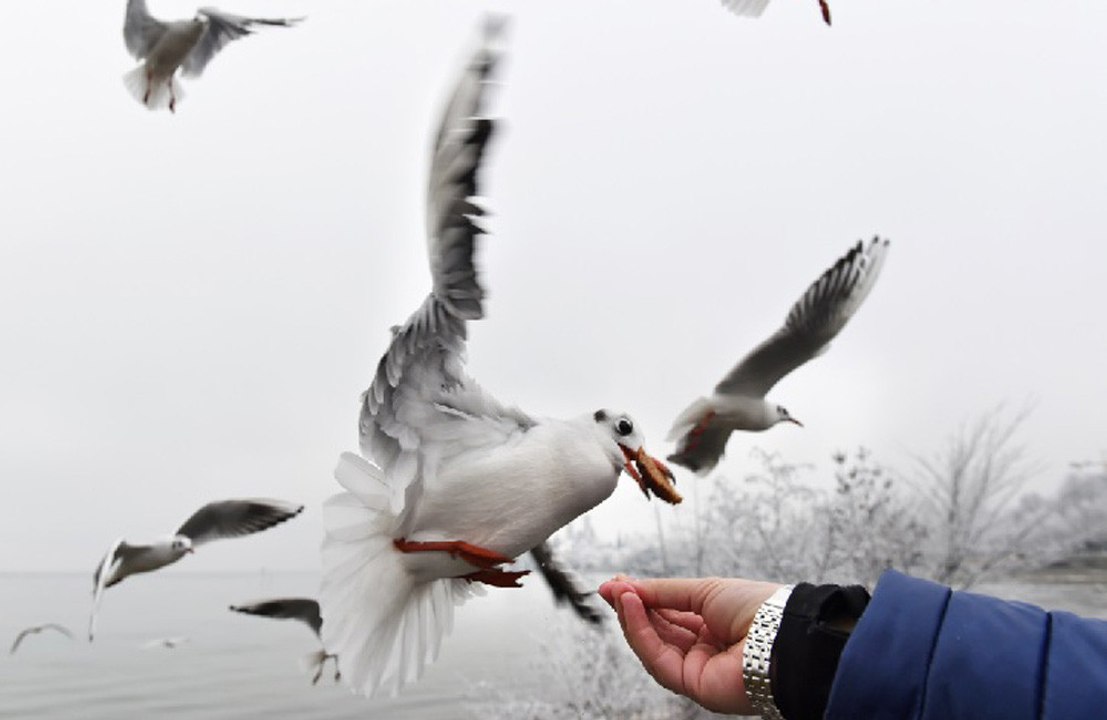 Gulls like to eat the same food as humans