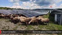 Kosova'da güneş enerjisi panellerinin temizleyicisi: Koyun ve keçiler