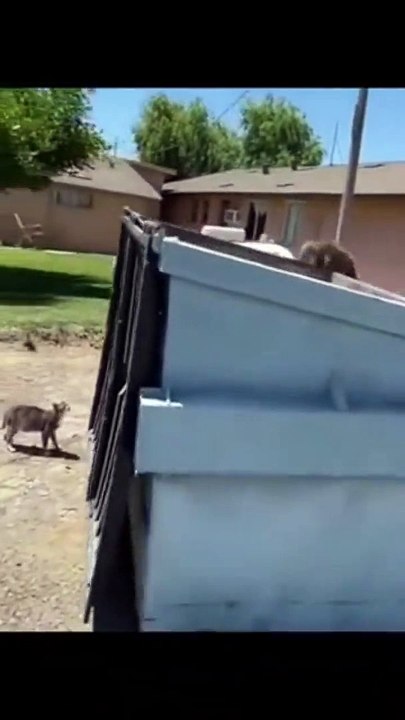 Ce pauvre chat a la tête coincée dans un sac