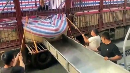 Quand le déchargement de poissons dérape un peu